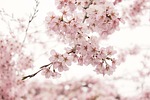 cherry wood, flower, branch