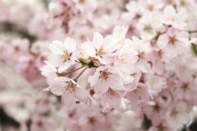 Free Flower Flower Background photo and picture