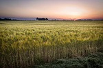 field, cereals, agriculture