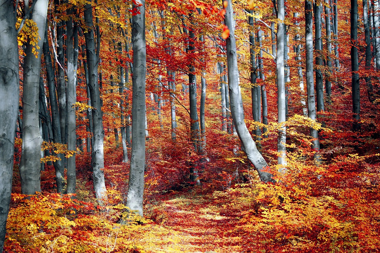200 000 Free Autumn Trees Autumn Photos Pixabay