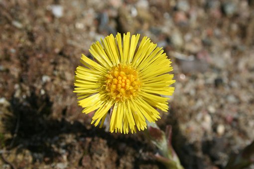Coltsfoot, Primavera, Plantas Medicinais