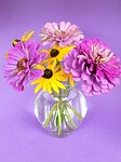 flower, nature, petal