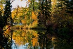 tree, nature, fall