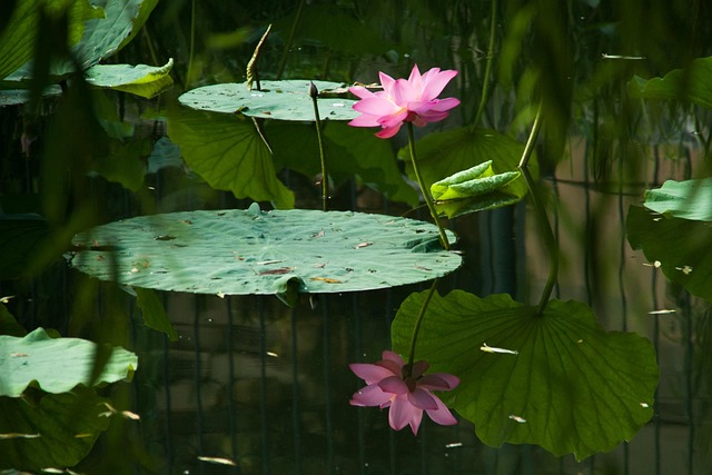 Naturaleza, Flora, Flor, Hoja, Piscina