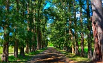 tree, nature, wood
