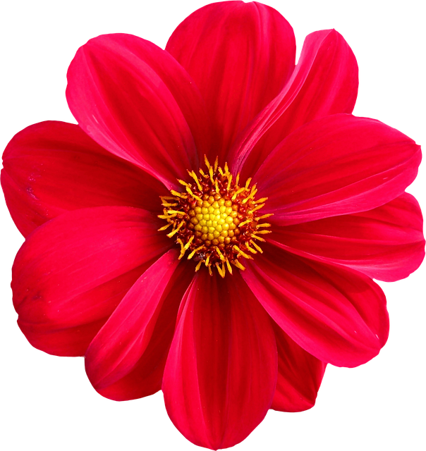 Blomst, Natur, Kronblad, Sommer, Flora
