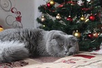 christmas, winter, snow