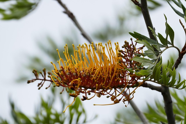 Flor, Naturaleza, Planta