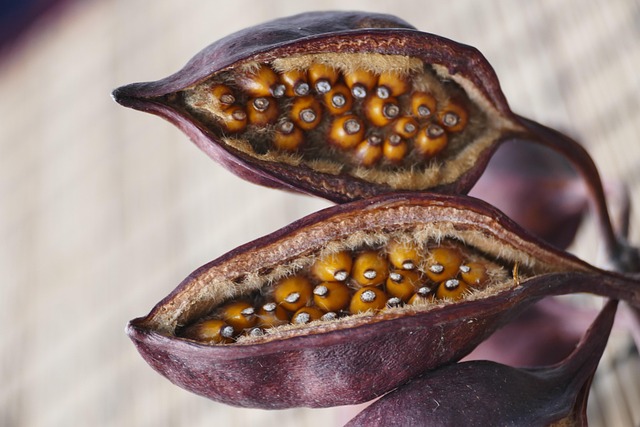 Fruta, Cerrar, Naturaleza