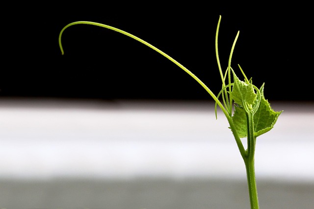 Blatt, Flora, Natur, Wachstum