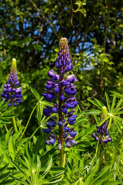 Free Nature Plant photo and picture
