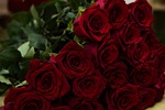 rose, roses, flower