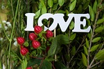 the inscription, greens, flower