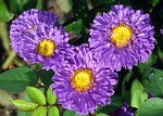 nature, flower, aster