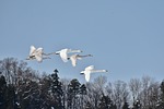 animal, sky, bird