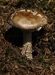 mushroom, forest, moss