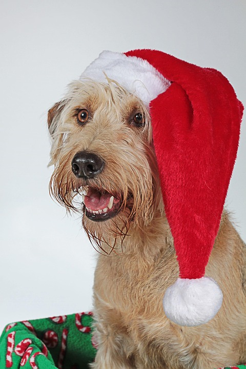 Navidad, Perro, Cabeza, Animal
