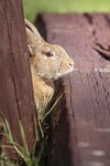 rabbit, ears, footbridge