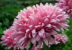 flower, pink, nature