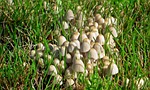 nature, lawn, plant