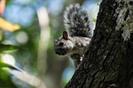 nature, tree, wild life