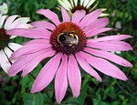 flower, violet, bourdon
