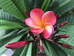 tropical, exotic, nature