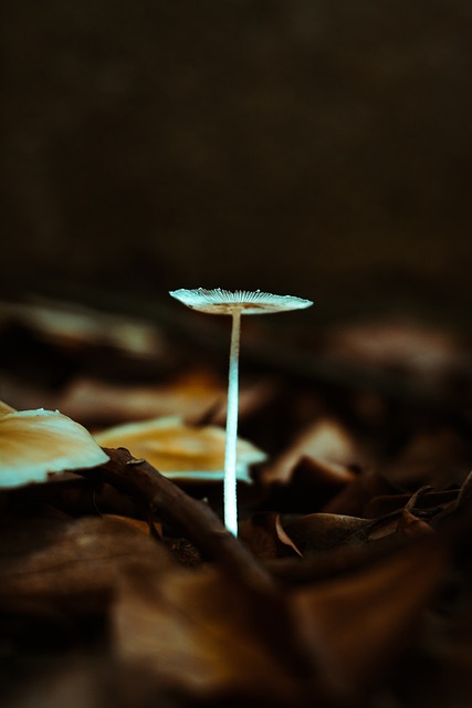 Free Nature Autumn photo and picture