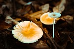 nature, fungi, autumn