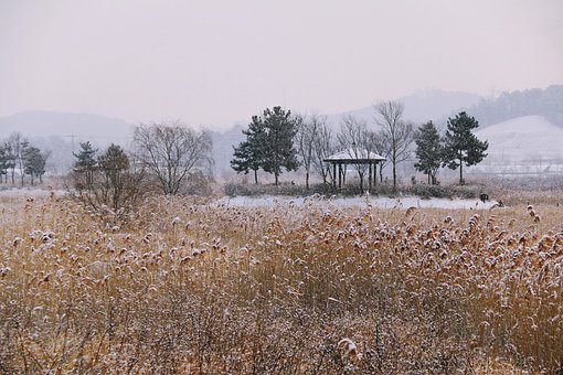 Luonne, Maisema, Ulkona, Puu, Park
