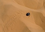 scarab, sahara, taghit
