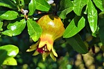 pomegranate, fruit, nature
