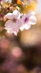 flower, nature, flora