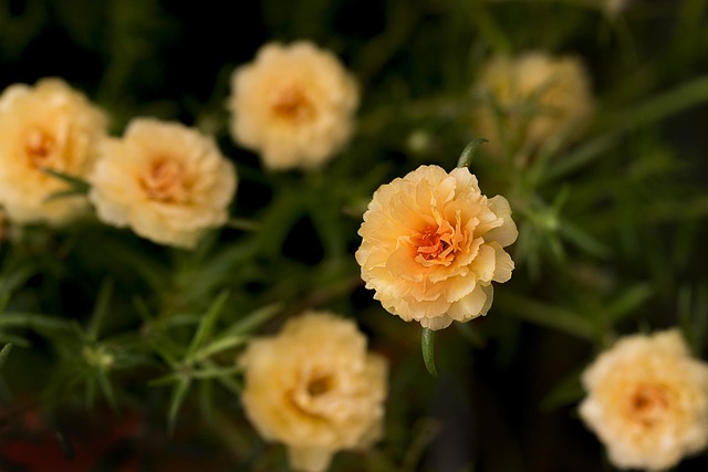 Blume, Natur, Blumentapete, Flora