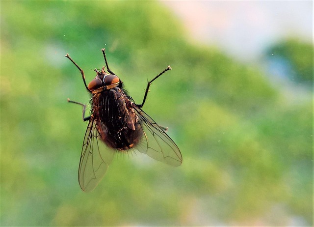 昆虫 自然 户外 - Pixabay上的免费照片 - Pixabay