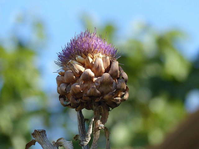 Free Nature Plant photo and picture