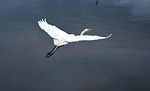 birds, nature, wildlife