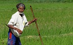 grass, outdoors, bali