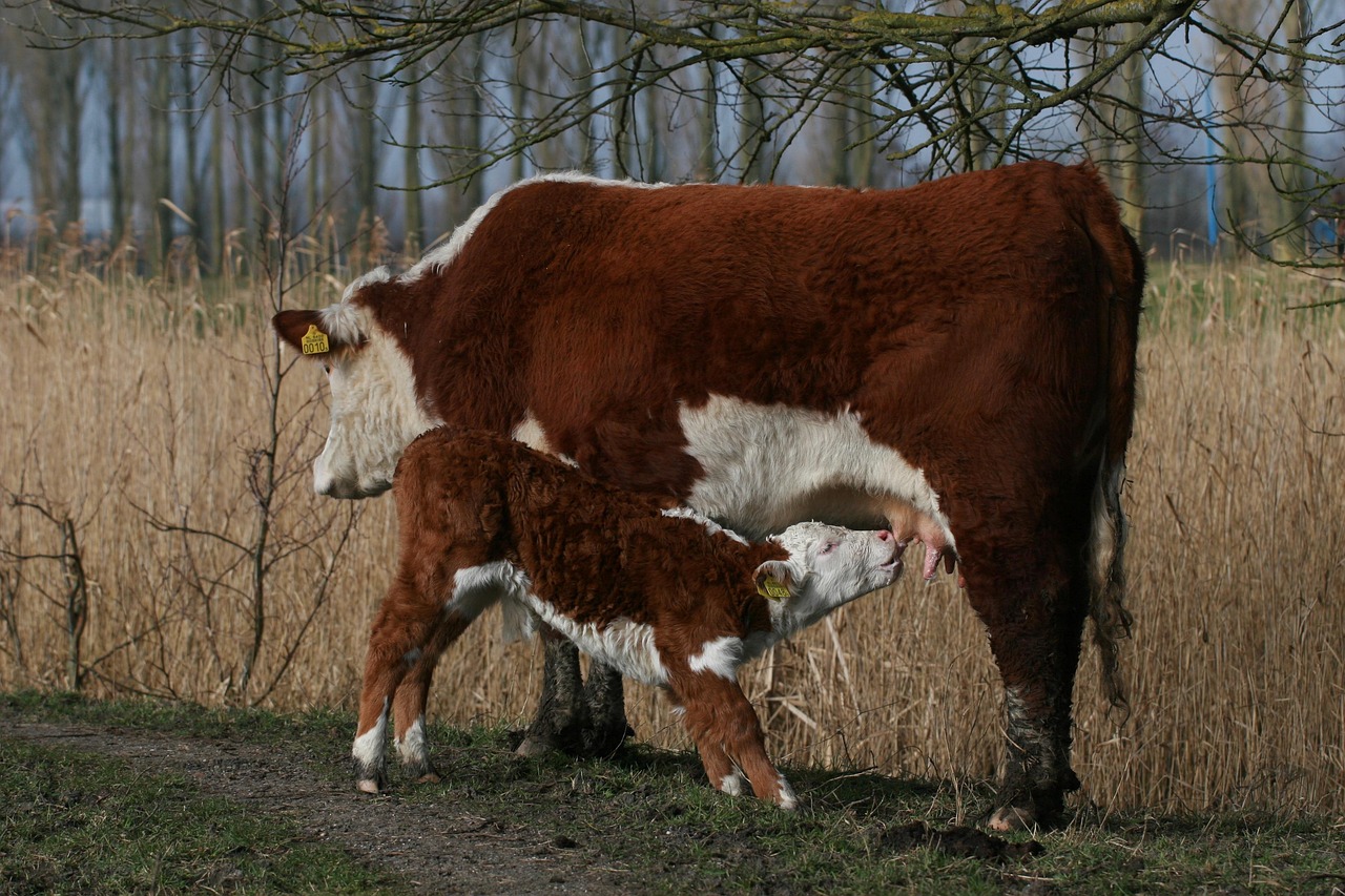 Mammals - free online jigsaw puzzle photo