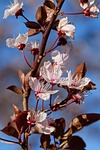 flower, tree, nature