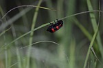 insect, nature, outdoors