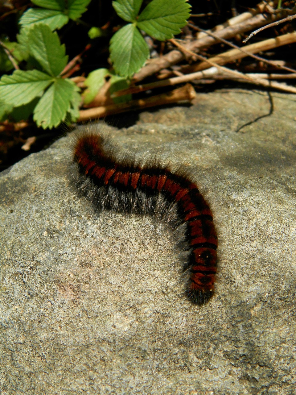 Caterpillar Hairy - Free photo on Pixabay