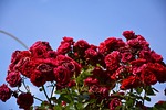 flower, plant, rose