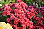 flower, chichewa live, vivid color