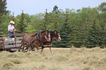 horses, wagon, cart