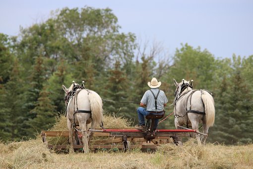 Bauernhof, Landwirtschaft, Natur, Gras