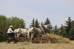 horses, cowboy, farmer