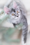 cat, silver, gray