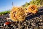 nature, outdoor, chestnut