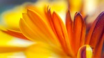 bright, nature, flower
